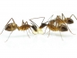 Camponotus substitutus (dunkle Variante)
